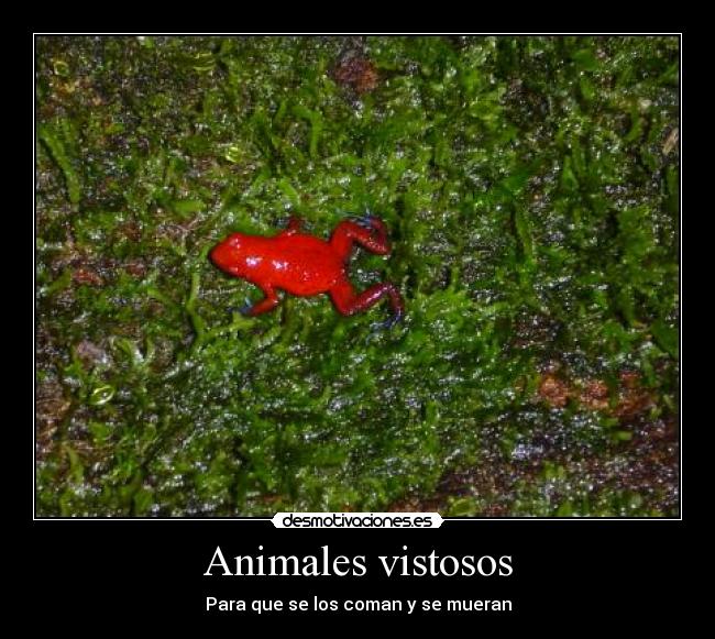 Animales vistosos - 