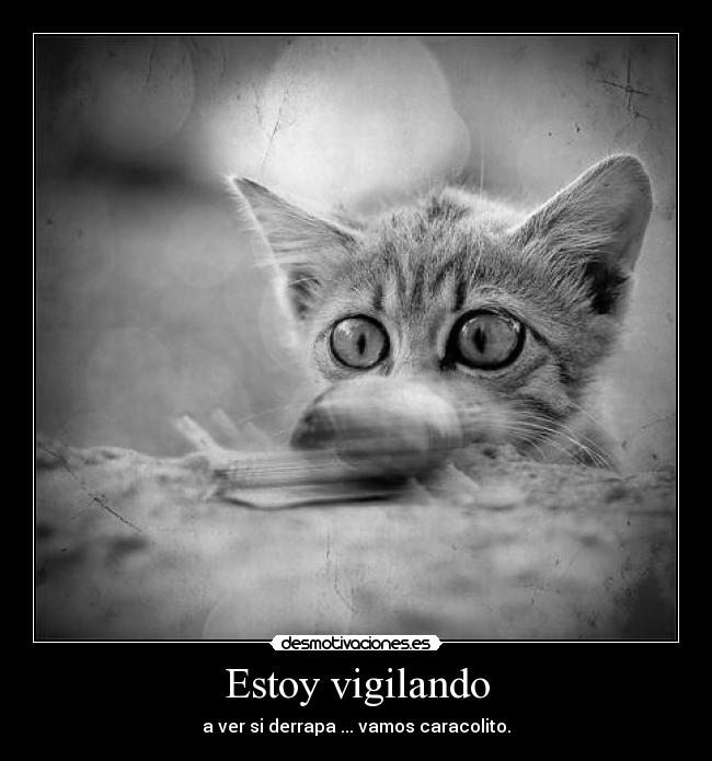 carteles caracolito rebelde desmotivaciones