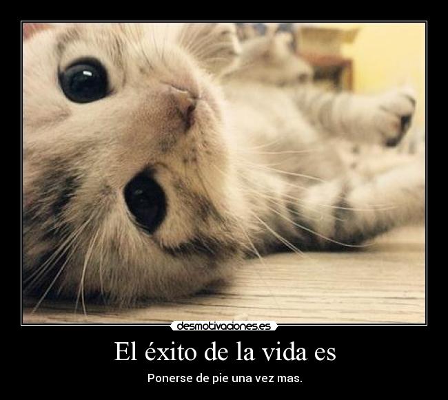 El éxito de la vida es -