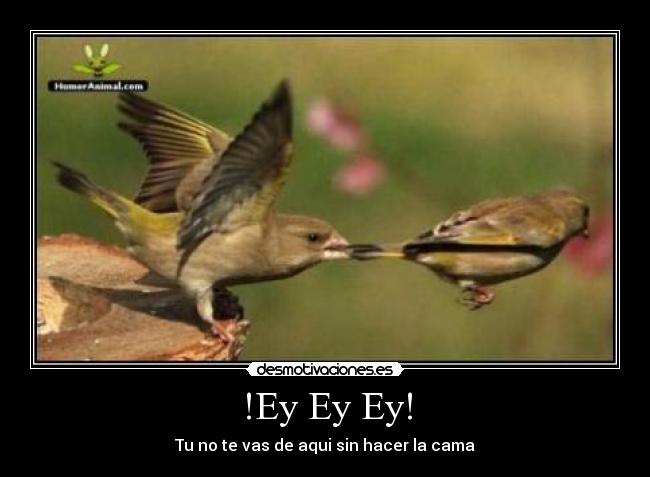 !Ey Ey Ey! - 