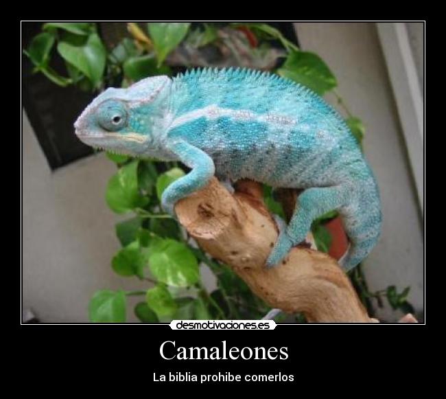 Camaleones - 