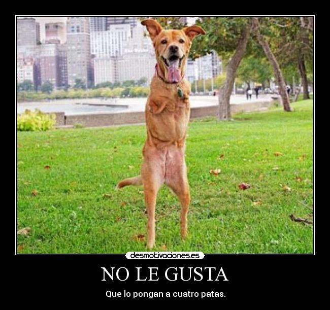 NO LE GUSTA -