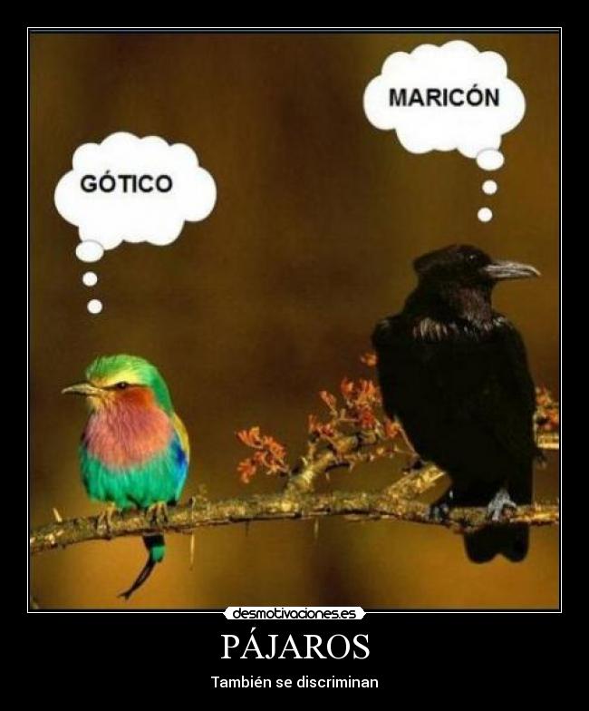 carteles pajaros desmotivaciones