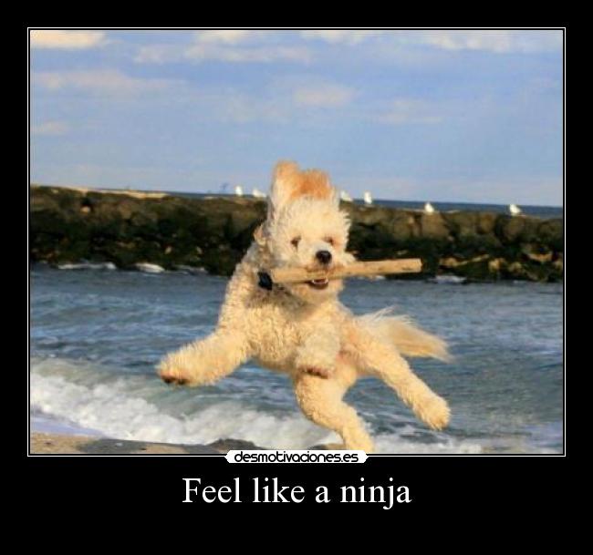 carteles eften paridon pero perros gatos para lore vote desmotivaciones