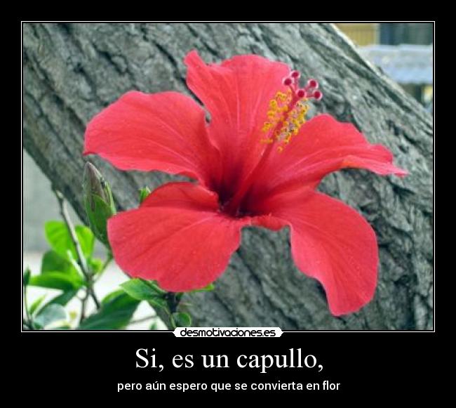 Si, es un capullo, - 