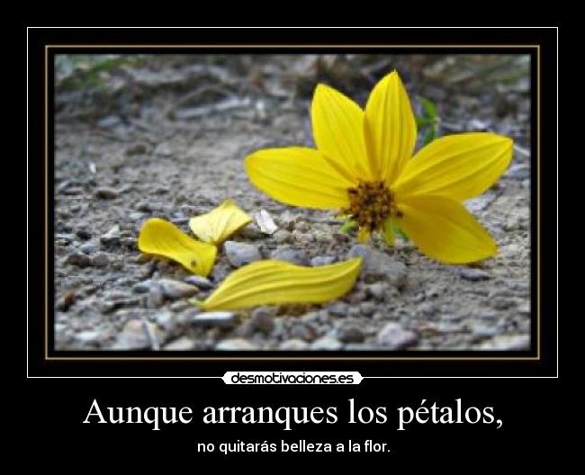 Aunque arranques los pétalos, - 