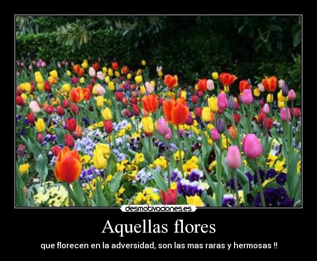 Aquellas flores -