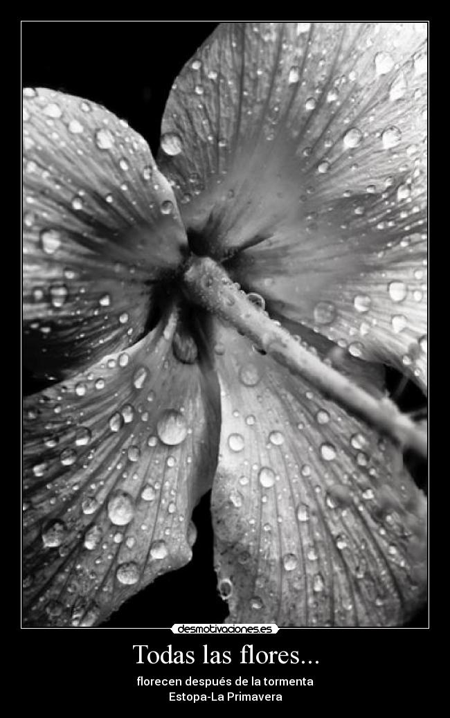 Todas las flores... -