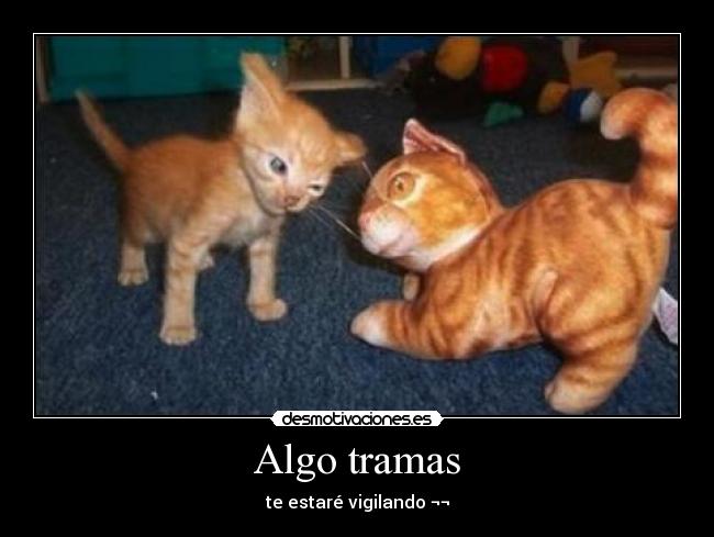 Algo tramas - 