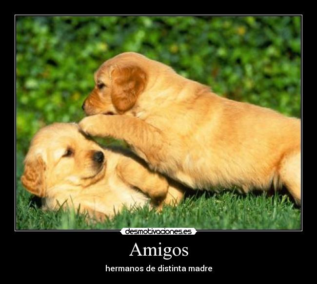 Amigos -