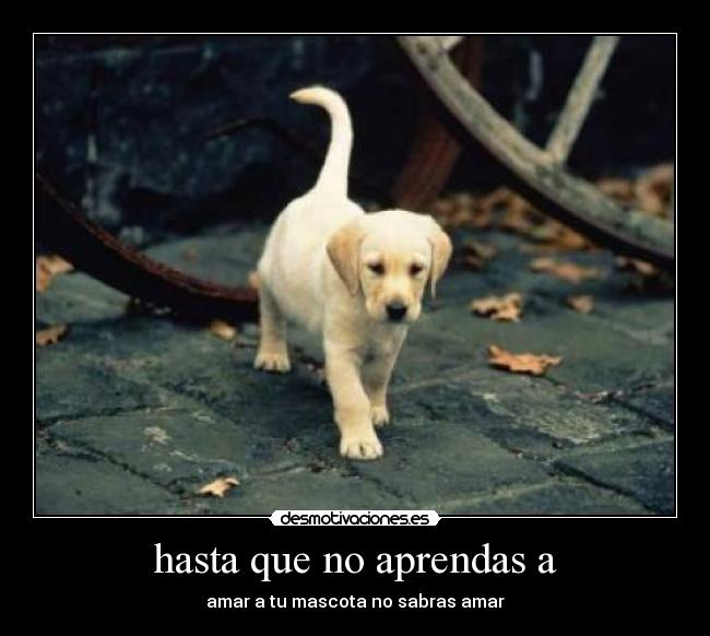 hasta que no aprendas a - amar a tu mascota no sabras amar
