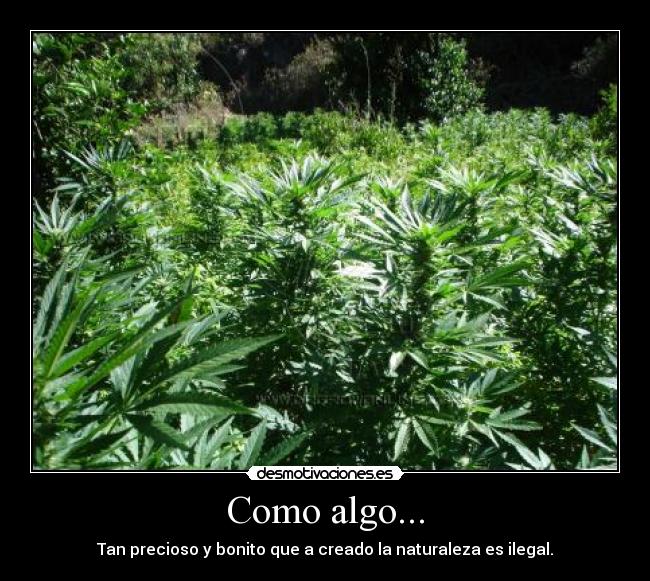 Como algo... - Tan precioso y bonito que a creado la naturaleza es ilegal.