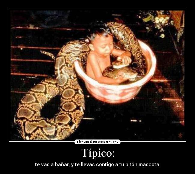 Típico: - te vas a bañar, y te llevas contigo a tu pitón mascota.