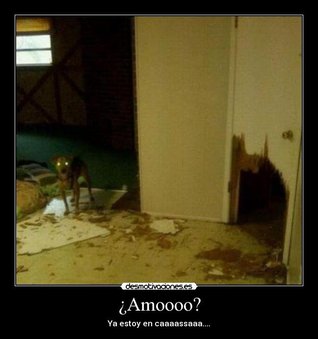 ¿Amoooo? - 