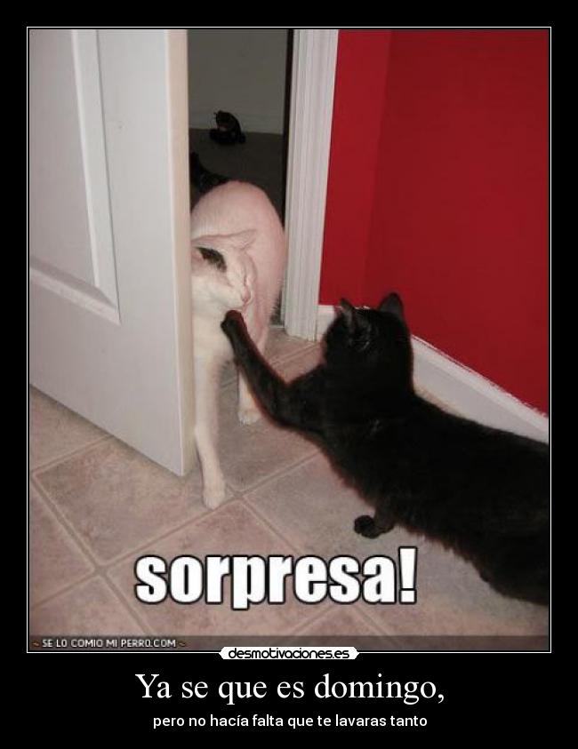 Ya se que es domingo, -