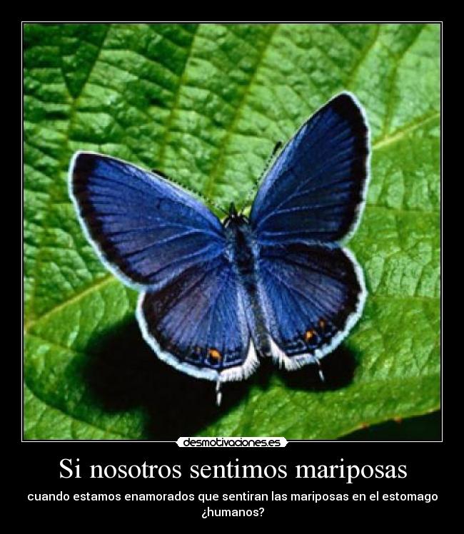 Si nosotros sentimos mariposas - cuando estamos enamorados que sentiran las mariposas en el estomago ¿humanos?