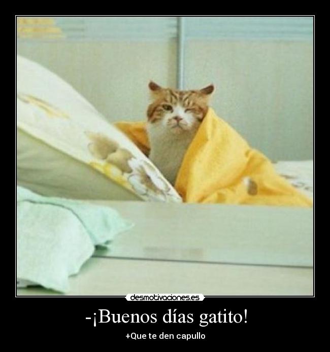 -¡Buenos días gatito! - 