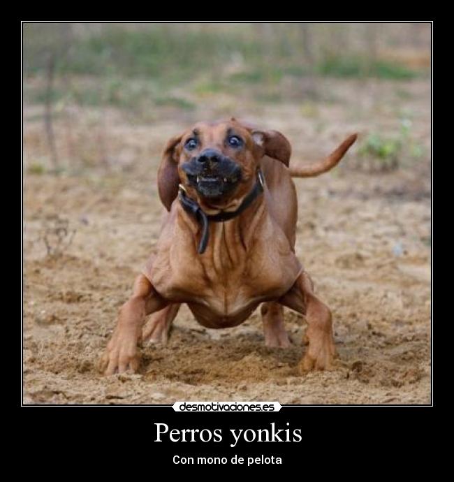 Perros yonkis - Con mono de pelota