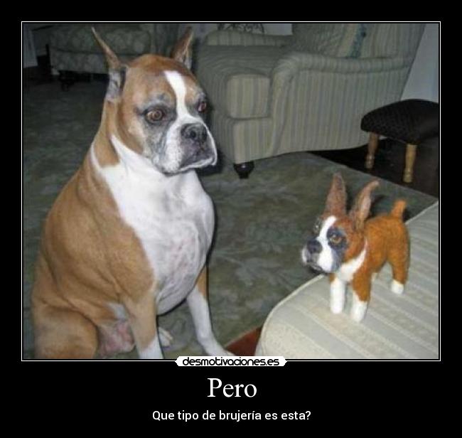 Pero - Que tipo de brujería es esta?