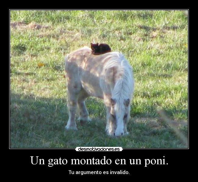 Un gato montado en un poni. - 