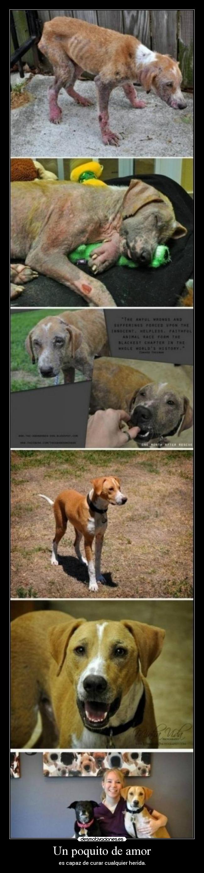 carteles amor amor herida animles perros desmotivaciones