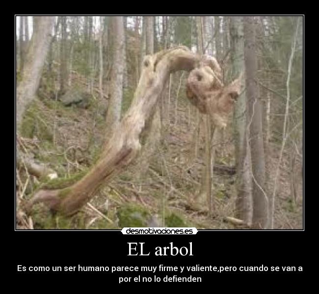 EL arbol - 