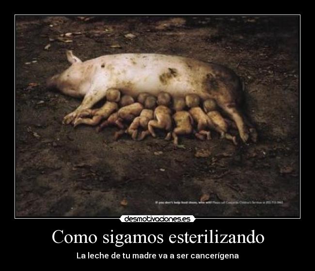 Como sigamos esterilizando - 