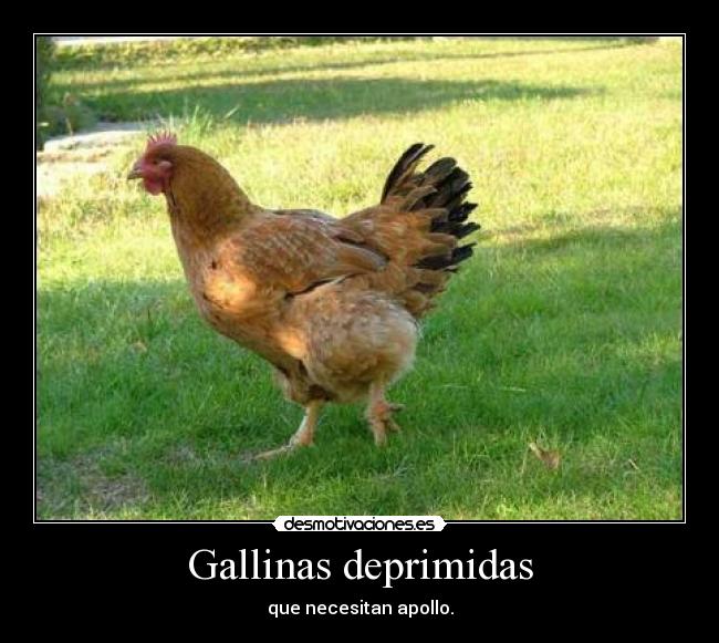 Gallinas deprimidas - que necesitan apollo.