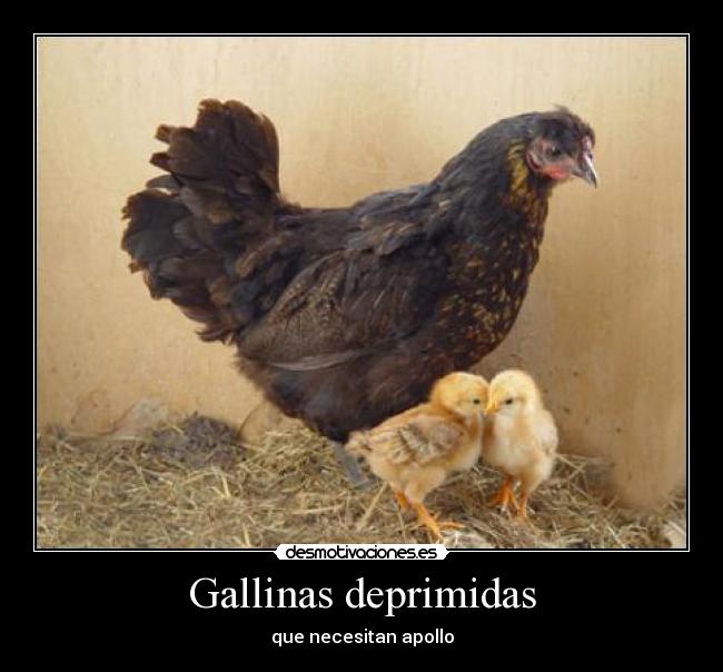 Gallinas deprimidas - que necesitan apollo