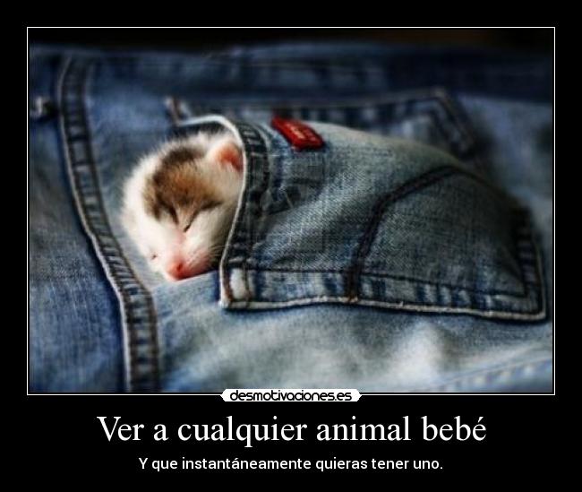Ver a cualquier animal bebé - Y que instantáneamente quieras tener uno.