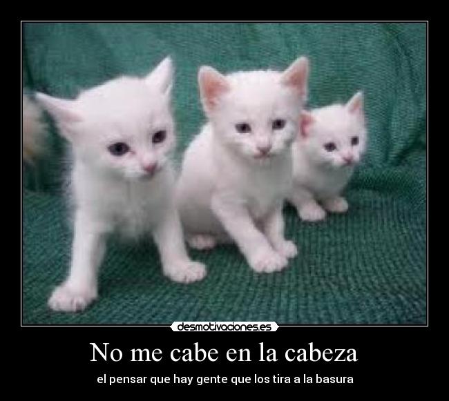 No me cabe en la cabeza - 