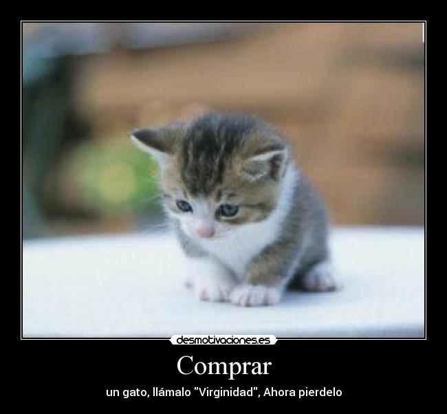 Comprar - un gato, llámalo Virginidad, Ahora pierdelo