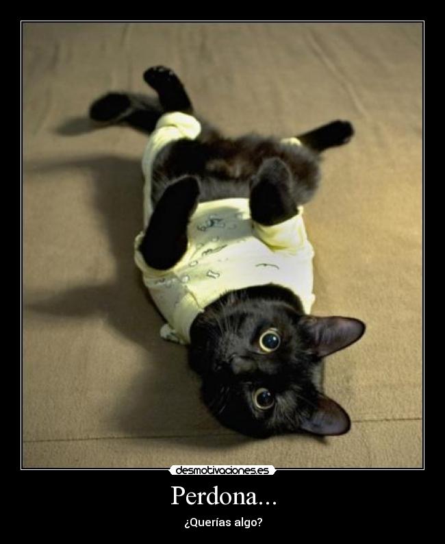 Perdona... - 