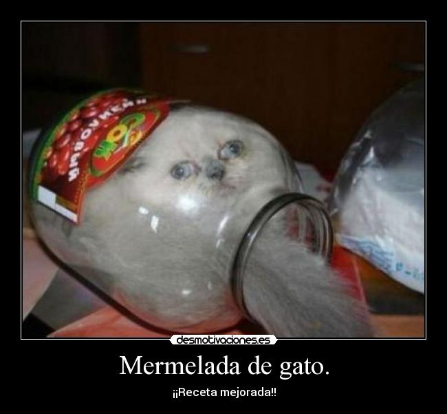 carteles gato0 desmotivaciones