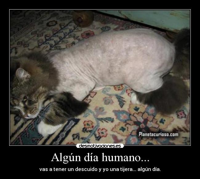 Algún día humano... - vas a tener un descuido y yo una tijera... algún día.