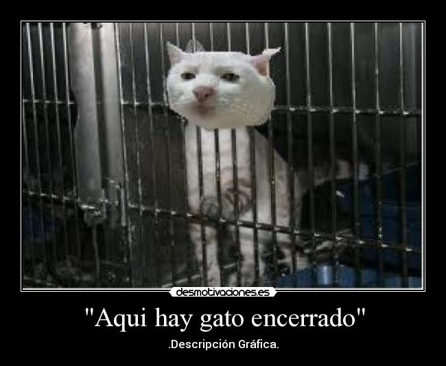 Aqui hay gato encerrado - 