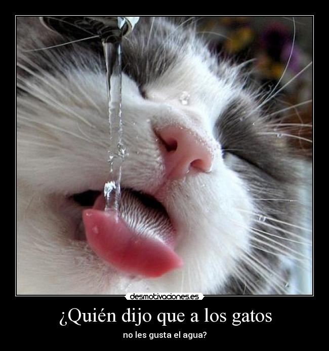 ¿Quién dijo que a los gatos - no les gusta el agua?