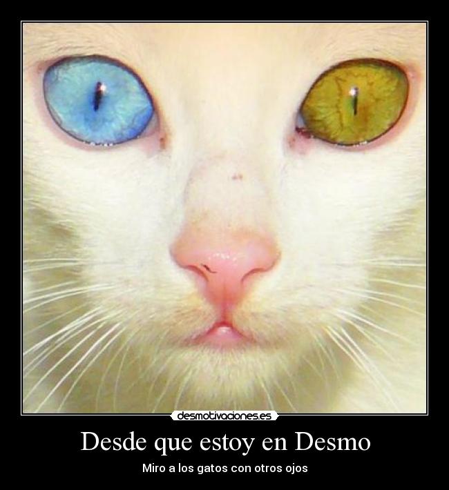 Desde que estoy en Desmo - Miro a los gatos con otros ojos