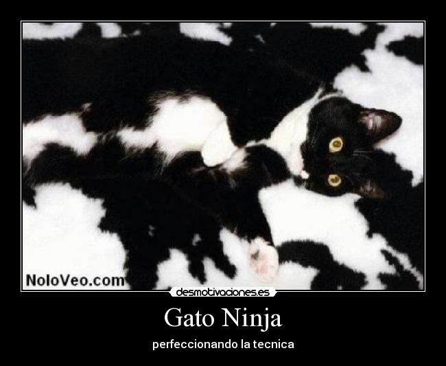 Gato Ninja -