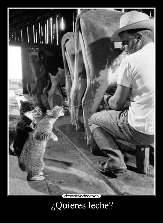 ¿Quieres leche? -