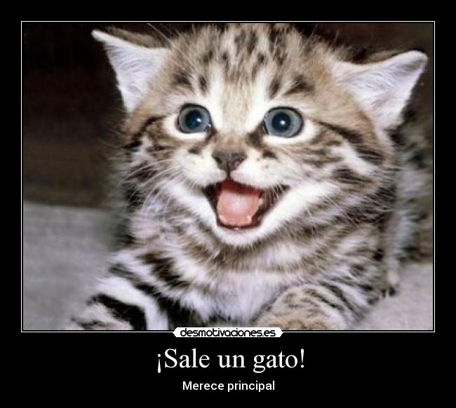 ¡Sale un gato! - Merece principal