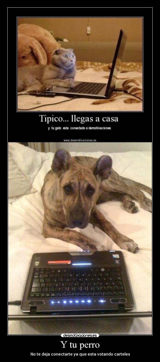 Y tu perro -