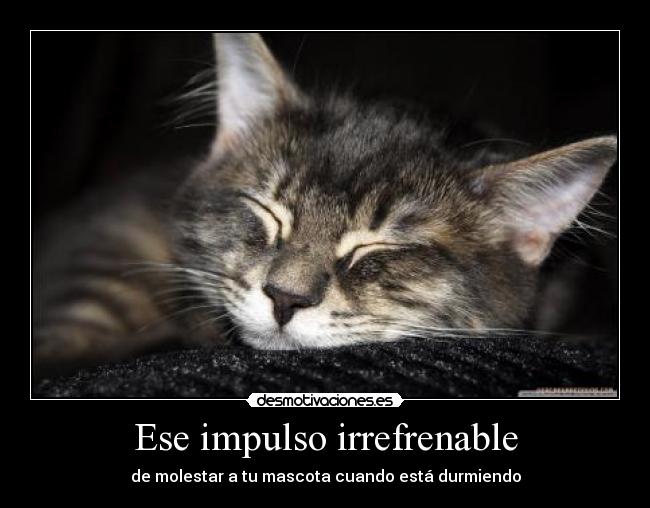 Ese impulso irrefrenable - de molestar a tu mascota cuando está durmiendo