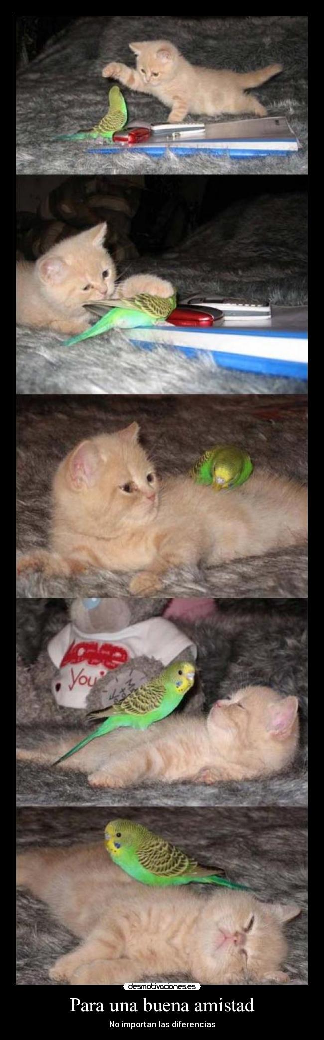 Para una buena amistad - No importan las diferencias