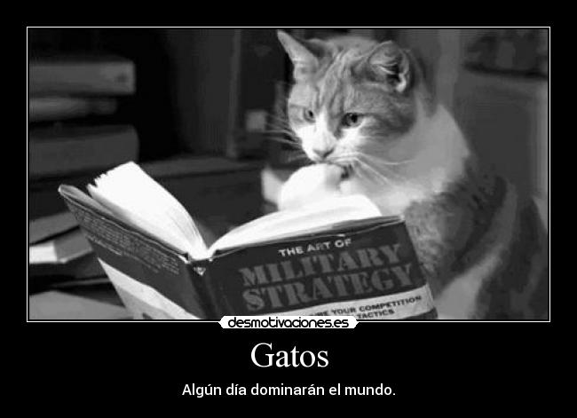 carteles gatos gatos dominar mundo estategia militar libros desmotivaciones