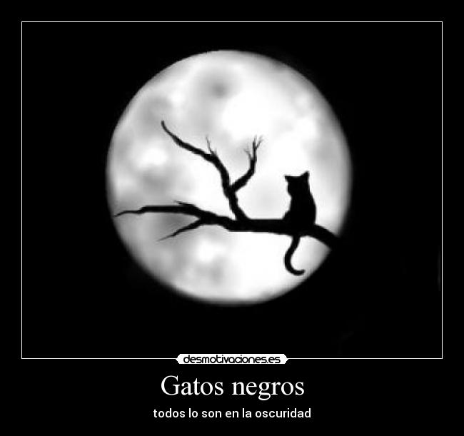 Gatos negros - 
