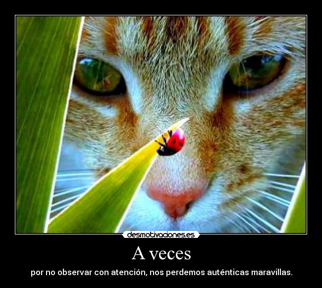 A veces - por no observar con atención, nos perdemos auténticas maravillas.