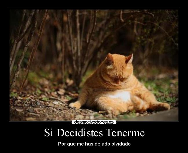 Si Decidistes Tenerme - 