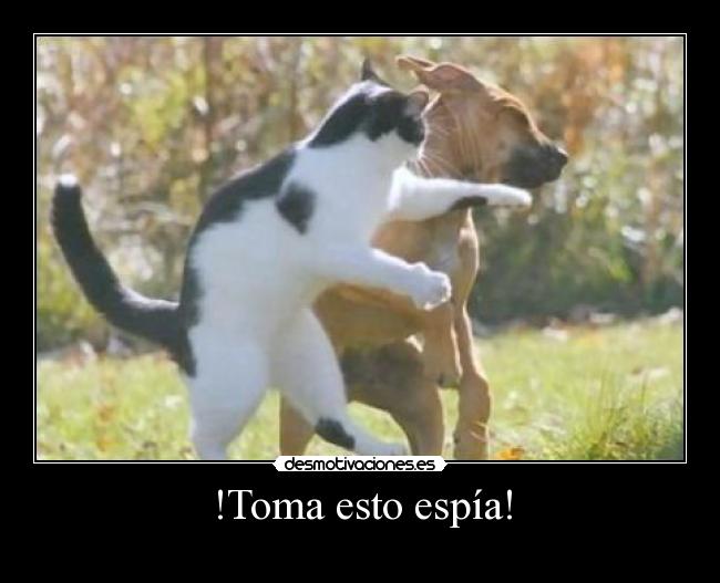 carteles pelea perro gato desmotivaciones