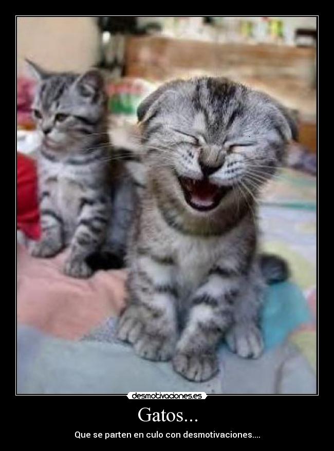 Gatos... -
